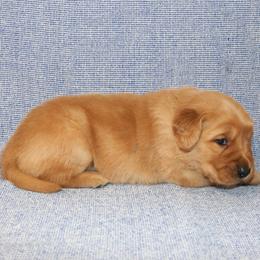 Max - Golden male Golden Retriever puppy in New Weston, Ohio from Bertke AKC Golden Retrievers and Bernese Mountain Dogs