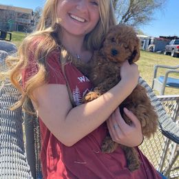 Goldendoodle Puppies from Natalie Cole's Goldendoodles