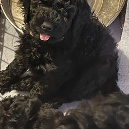 Poodle Puppies from Johnson’s Wine Country Poodles