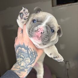 Uno - Blue male French Bulldog puppy in Hemlock, Michigan from Top Billin' Frenchies