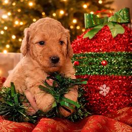 Luv - Medium - Apricot female Goldendoodle puppy in Lancaster, California from Kid's Best Doodle