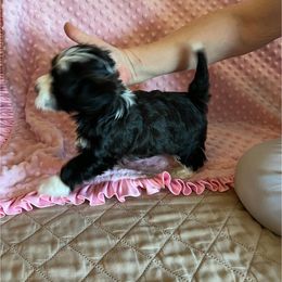 Havanese Puppies from Esplendor Havanese