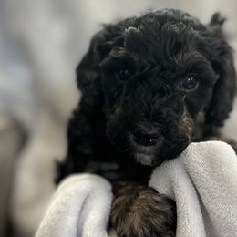Girl 6 - Rey - Phantom Bernedoodle puppy in Lake Oswego, Oregon from Orchard Hill Bernedoodles
