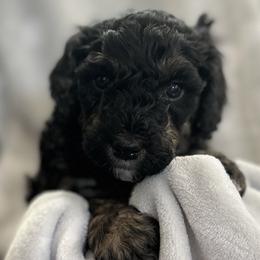 Girl 6 - Rey - Phantom Bernedoodle puppy in Lake Oswego, Oregon from Orchard Hill Bernedoodles