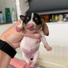 Misty Pup D - White black and tan female Toy Fox Terrier puppy in Clermont, Florida from Debbie Hiles's Toy Fox Terriers