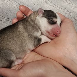 Pomsky Puppies from Idaho Pomsky