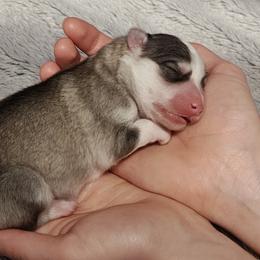 Pomsky Puppies from Idaho Pomsky