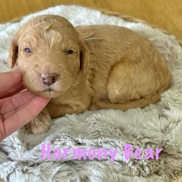 Harmony Bear- Light Purple Collar - Apricot female Goldendoodle puppy in Bay City, Texas from Charming Doods Goldendoodles