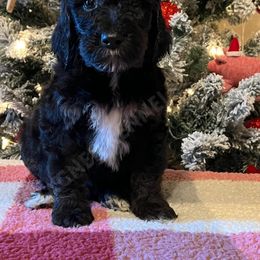 Poodle and Sheepadoodle Puppies from Wagner Kennels