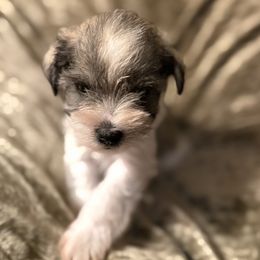 B3 - Salt and pepper male Miniature Schnauzer puppy in Lebanon, Missouri from Brown’s Kennel Club