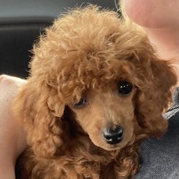 Rosie - Poodle