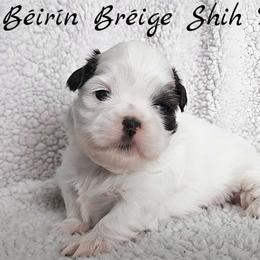 HANK - Brindle and white male Shih Tzu puppy in Las Vegas, Nevada from Beirin Breige Shih Tzus