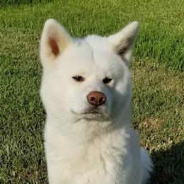 Kiba - Akita