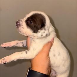Envy - White and liver brown female Dalmatian puppy in Toledo, Ohio from Exquisite Dalmatians & Standard Poodles