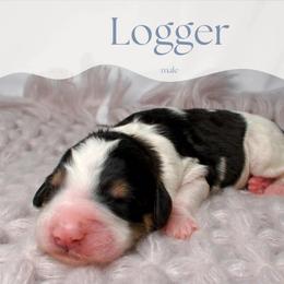 Logger - Tri-color male Bernedoodle puppy in Bowling Green, Ohio from Windy Creek Doodles