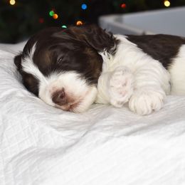 Australian Labradoodle Puppies from Frosty Hill Australian Labradoodles