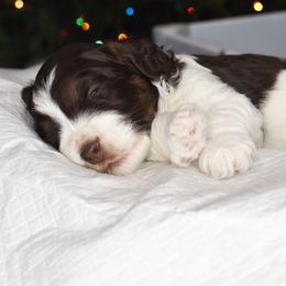 Australian Labradoodle Puppies from Frosty Hill Australian Labradoodles