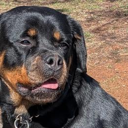 Rottweilers from Scottline kennelz