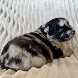 Splash - Blue merle female Miniature Australian Shepherd puppy in New Hampton, Iowa from Full River Australian Shepherds