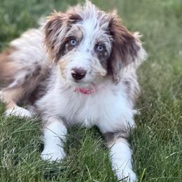 Daisy - Red merle female Aussiedoodle puppy in Decatur, Illinois from Signature Doodles