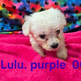LuLu - White female Bichon Frise puppy in Neosho, Missouri from Cooley's Cuddle Pups
