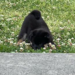 Midnight - Black and tan male Shiba Inu puppy in Clayton, Oklahoma from Kiamichi Shiba Inu