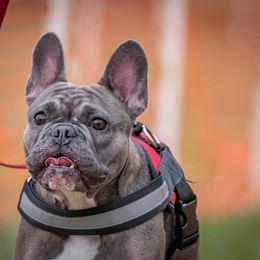 Ronda - French Bulldog