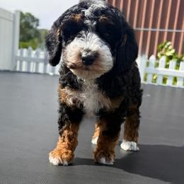Hulk - Phantom male Poodle puppy in Henefer, Utah from Mountain Valley Poodles