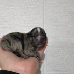 Bowser - Blue merle male Pomeranian puppy in Enfield, Connecticut from That Pom Haus