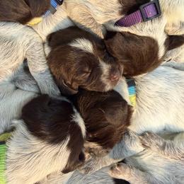 Wirehaired Pointing Griffon Puppies from BradfordWoods Griffons