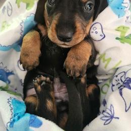 Black and tan smooth hair male (small) - Black and tan male Dachshund puppy in Belle Rive, Illinois from Akin's Miniature Dachshunds, LLC