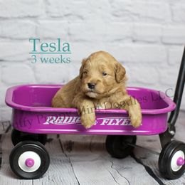 Tesla (Aqua Collar) - Apricot female Goldendoodle puppy in Corona, California from Fluffy Puppy Mini Doodles LLC
