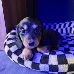 Coraline - Black and tan female Dachshund puppy in Rialto, California from DashiesDachLLC