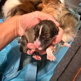Boy 1 - White and sable male Shetland Sheepdog puppy in Greenwood, Indiana from Midwest Shelties