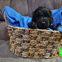 Green - Black male Goldendoodle puppy in Stevens Point, Wisconsin from Dogs of Dewey Acres