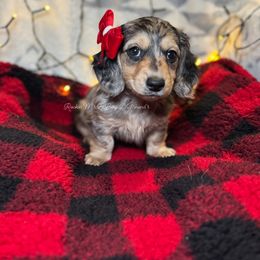 Elaina - Dapple female Dachshund puppy in Ceres, California from Rockin' M’s LilBitty Dachshunds (LBD)