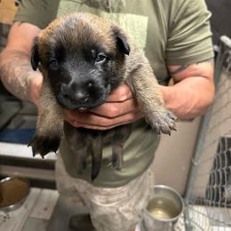 Girl 3 - Mahogany female Belgian Malinois puppy in China Spring, Virginia from Childress Creek Kennels