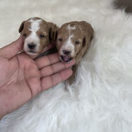 Maltese, Poodle, and Shih Tzu Puppies from Happy puppies