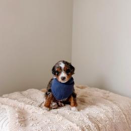 Paoay - Tri-color male Bernedoodle puppy in Cold Spring, Minnesota from A.N.A. Doodles