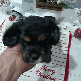 Cocker Spaniel Puppies from Hartwell Cocker Spaniel Kennel