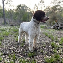 Axel - Poodle