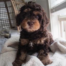 Puppy 1 - Brown white and tan male Cockapoo puppy in Savannah, Georgia from Vino and Vespa Doodles