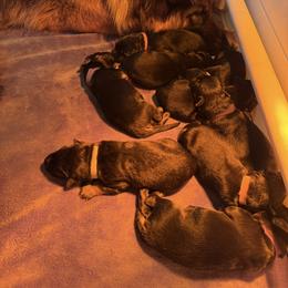 Ivy - Black and red female German Shepherd puppy in Garland, Maine from Vom Schön Traumhund
