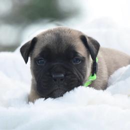 Mint - Fawn male Bullmastiff puppy in Chickasha, Oklahoma from Rustic Lace