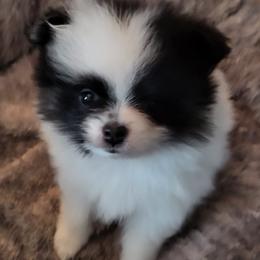 Pomeranian and Pomsky Puppies from CJ White's Pomeranians