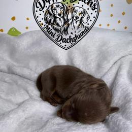 Caramel - Chocolate and tan female Dachshund puppy in Wytheville, Virginia from Dippin’ Dachs Mini Dachshunds