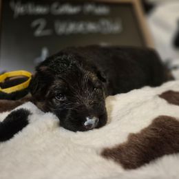 Yellow Collar male - Black and red male German Shepherd puppy in Eugene, Oregon from Vom Osuna K9s