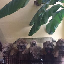 Soft Coated Wheaten Terrier Puppies from Cuilinn Wheatens