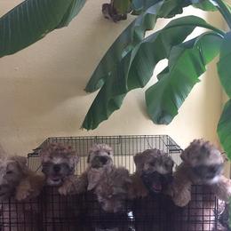 Soft Coated Wheaten Terrier Puppies from Cuilinn Wheatens