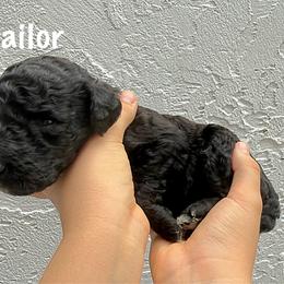 Sailor - Black female Goldendoodle puppy in Atlantic Beach, Florida from Glamorous Golden Doodles
